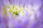 Chrysanthemum flower opening up, Kentucky Art Print
